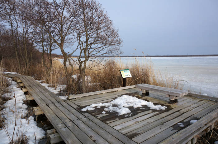 冬のウトナイ湖