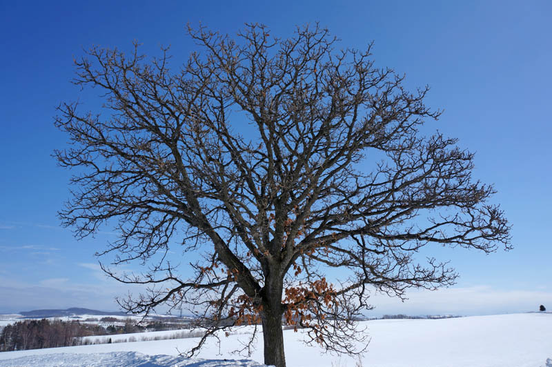 雪のセブンスターの木