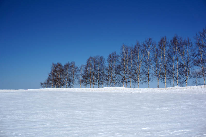 雪の美瑛の丘