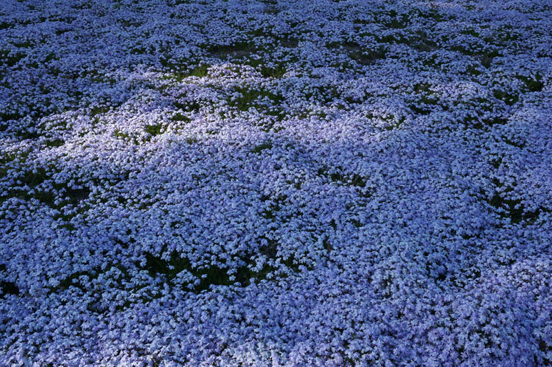 芝桜の絨毯