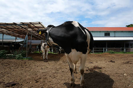 淡路島牧場の牛