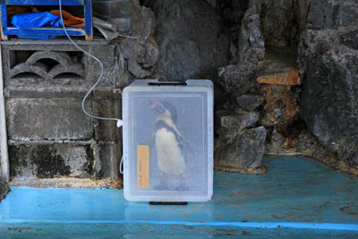 桂浜水族館ペンギン