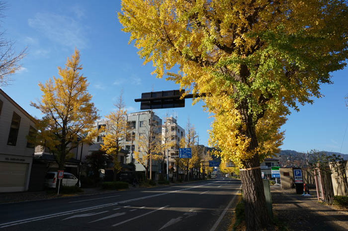 秋の甲州街道銀杏並木