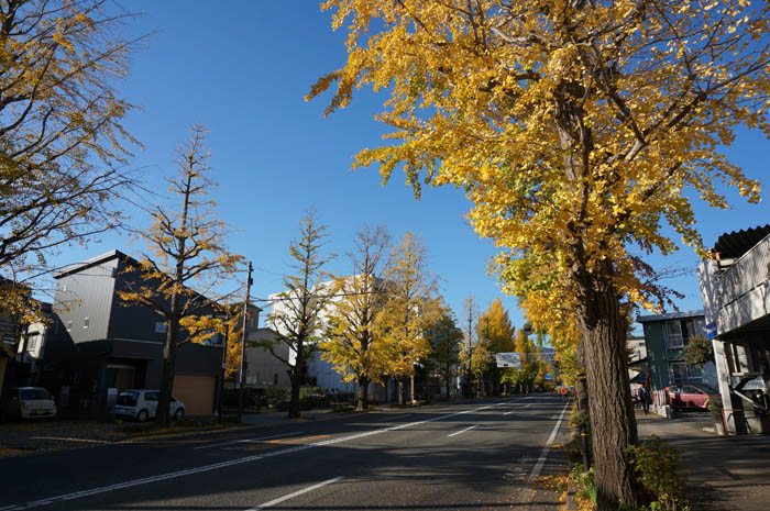 秋の甲州街道銀杏並木