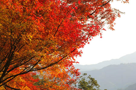 白滝公園の紅葉