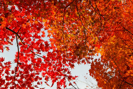 白滝公園の紅葉