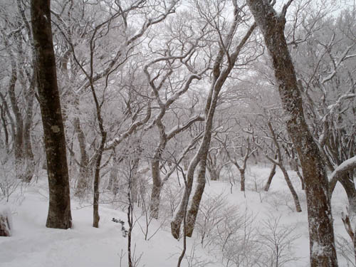雪の大山のブナ原生林