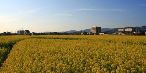見奈良菜の花畑