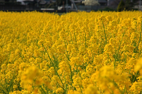 見奈良の菜の花畑