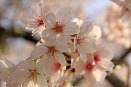 知清公園の桜