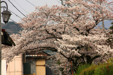 内子の桜