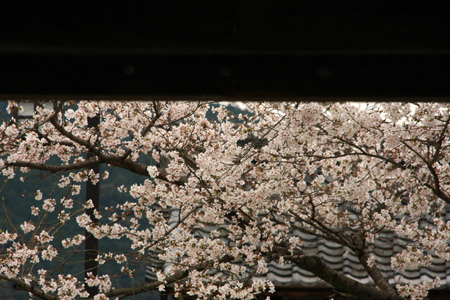 内子の桜