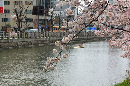 桜咲く松山城堀端