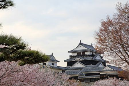 春の松山城