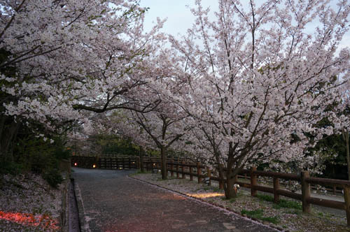 須磨浦公園夜桜