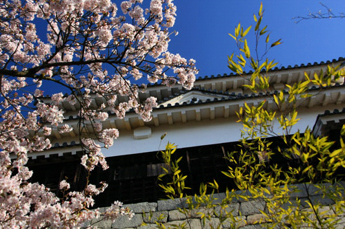 松山城と桜