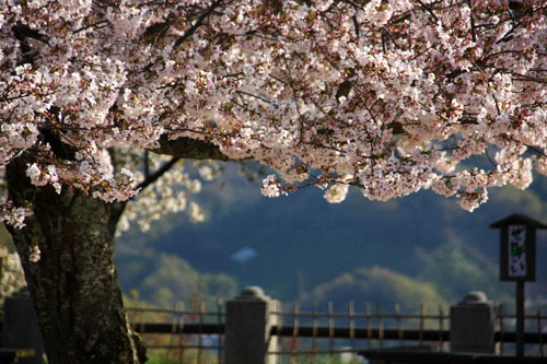 松山城本丸の桜
