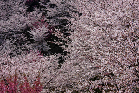 谷上山の桜
