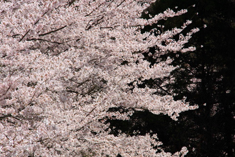 谷上山公園の桜