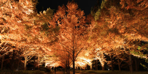 神戸市立森林公園ライトアップ