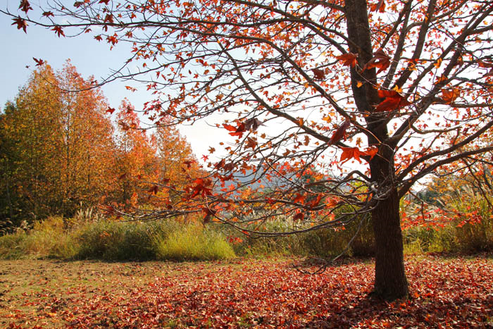 神戸市立森林植物園のの紅葉