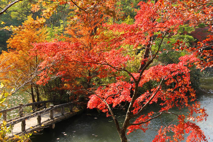 神戸市立森林植物園長谷池の紅葉