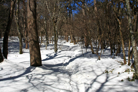 雪の皿ヶ嶺ブナの原生林