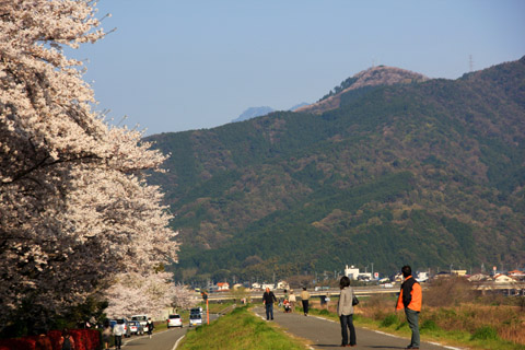 愛媛県森の交流センターの桜