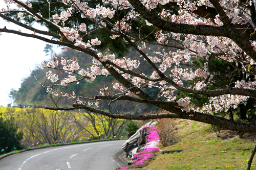 翠波高原の桜