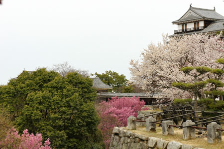 桜の松山城