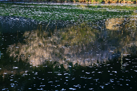桜の玉川湖