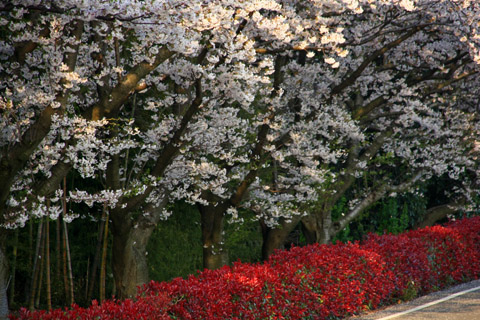 愛媛県森の交流センターの桜並木