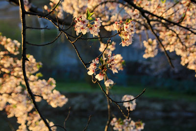 夕日の桜