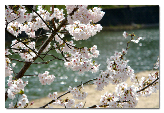 玉川湖の桜
