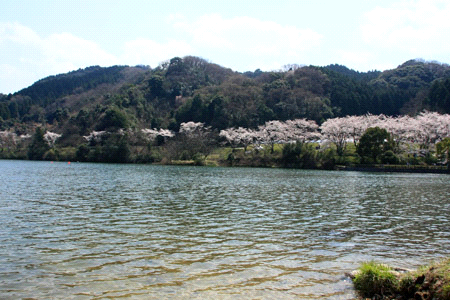 桜の玉川湖
