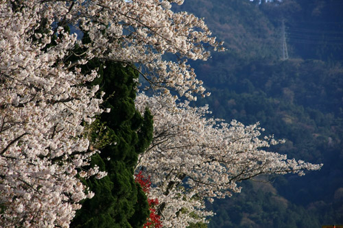 愛媛県森の交流センターの桜