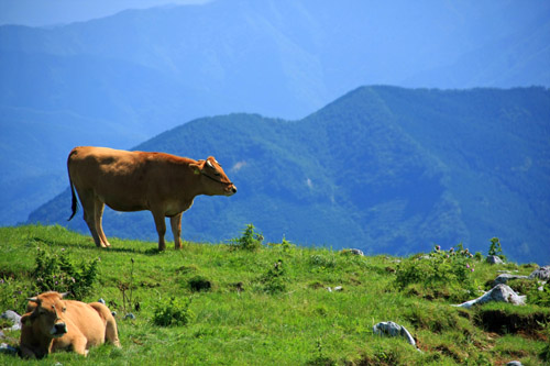 四国カルストの牛