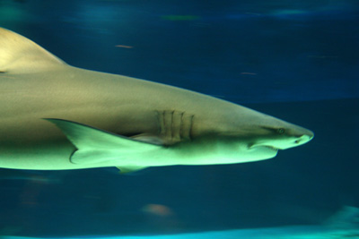 沖縄美ら海水族館のサメ