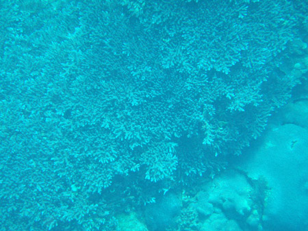 小笠原のサンゴ礁