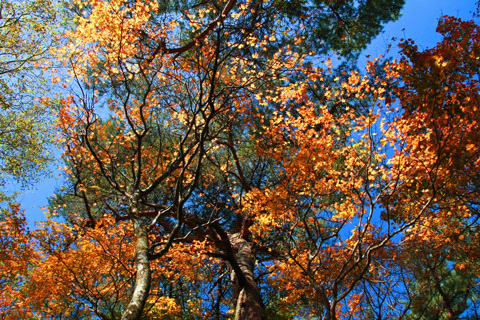 秋の皿ヶ嶺の森