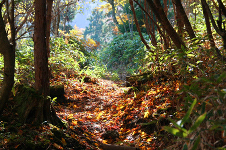 秋の皿ヶ嶺登山道