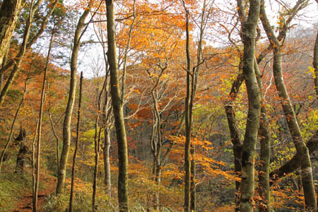 皿ヶ嶺の紅葉の森