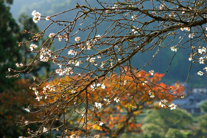 惣河内神社の寒桜