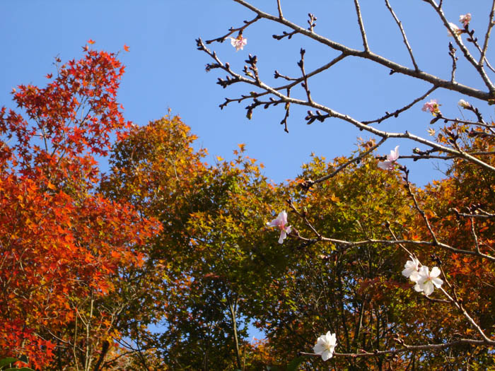 惣河内神社の紅葉と桜