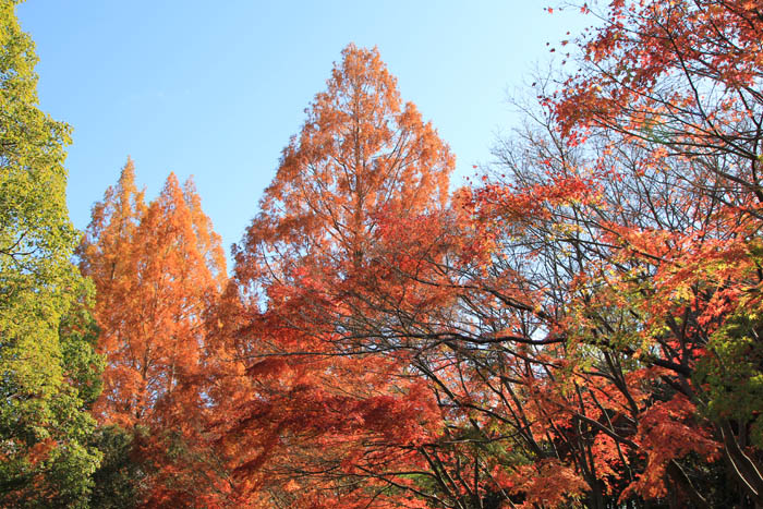 播磨中央公園の紅葉