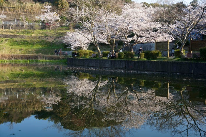 奥須磨公園サクラの広場