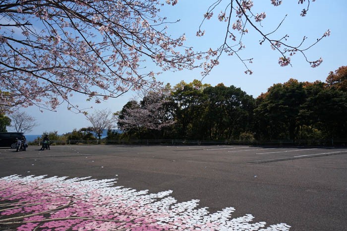 南阿波サンライン第二展望台の桜