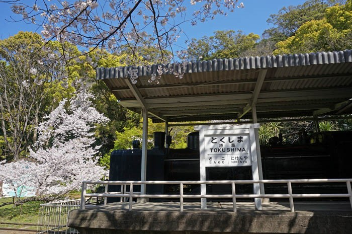 徳島中央公園桜のSL
