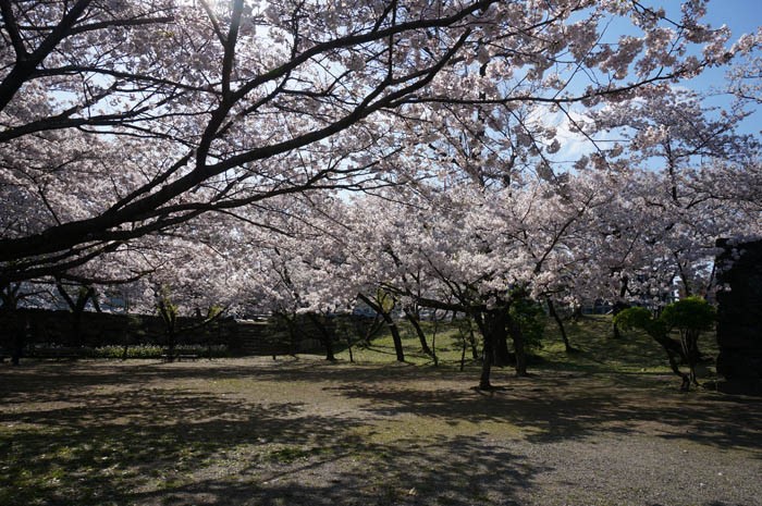 徳島中央公園花見