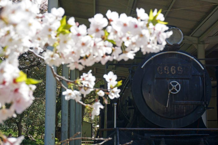 徳島中央公園のSLと桜